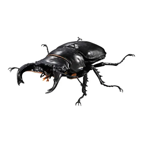 タランドゥスオオツヤクワガタ